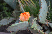 Beautiful Orange Cactus Flower And Dew Drops On The Petals Prickly Pear Cactus In The Garden