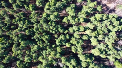 Wall Mural - Drone shot flying on spring pine tree forest. 
Sunny day, nature background.