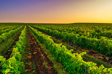  Beautiful Sunset over vineyard fields in Europe
