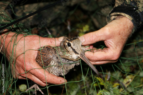 Fotografía Ornithologist holding the eurasian Woodcock (Scolopax rusticola) in hands during