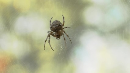 Spider on Cobweb in Nature