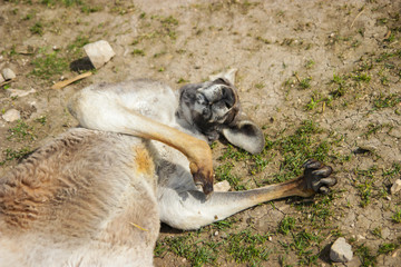 Adult red kangaroo lying on the ground, sleeping so hard, looking like he's dead. Australian kangaroo.