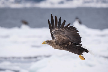 Wall Mural - The White-tailed eagle, Haliaeetus albicilla The bird is flying in beautiful artick winter environment Japan Hokkaido Wildlife scene from Asia nature. Came from Kamtchatka..