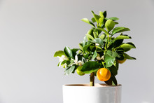 Houseplant Citrus Calamondin Lit By Sunlight On Grey Background With Copy Space, Close Up. Home Gardening. Unpretentious Flowering And Fruiting Plant All Year Round. 