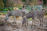 Fototapeta Sawanna - group of zebras in a zoo