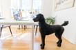 © Sarah Rypma - Black standard poodle watching a computer screen at home