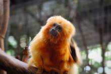 Low Angle View Of Golden Lion Tamarin In Zoo