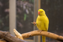 Yellow Parrot Sits On A Branch