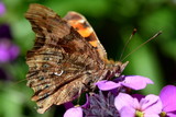 Fototapeta Sypialnia - Comma butterfly