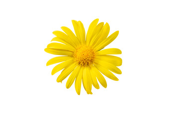 Wall Mural - Yellow flower doronicum isolated on white background.