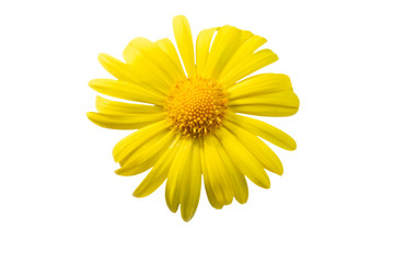 Wall Mural - Yellow flower doronicum isolated on white background.