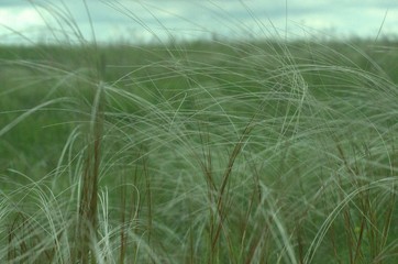 Pinnate feather-grass steppe. Stípa pennáta