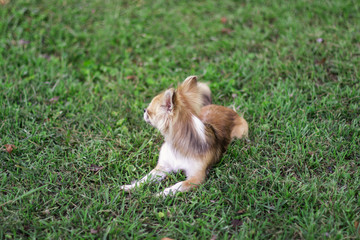 Little puppy sits on green grass and looks around. Brown American chihuahua is relaxing in park. Little dog lies on green grass on summer day