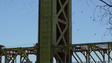 Poster - Pigeons flying around a gold tower of a draw bridge