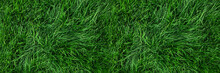 Natural Green Grass Background, Fresh Lawn Top View