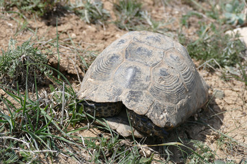 Wall Mural - old land turtle in the field, close-up turtle,