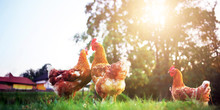 Rooster, Hen And Chick Nature Organic Range