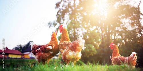 Fotomural rooster, hen and chick nature organic range