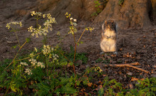Grey Squirrel Sitting At Base Of Tree With Flowers.