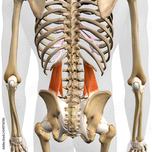 Quadratus Lumborum Muscles in Isolation Rear View of Upper Back Human