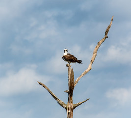 Osprey Fishing Eagle perched on top of tree in Viera wetlands in Florida.