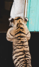 Photo In Which A Tiger Cub Peeks Through The Fence