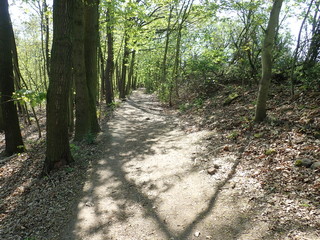 Fototapeta  hidden trail in the green wood