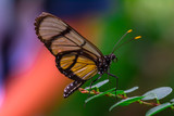 Fototapeta Zwierzęta - Closeup beautiful butterfly in a summer garden