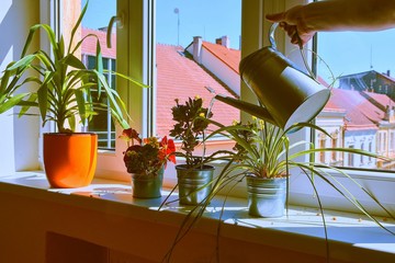 Hand with water can watering indoor plants on windowsill. Home gardening, love of plants indoors. Watering house plants using a watering can. Flowers care.