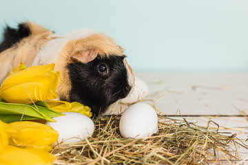 Cute guinea pig next to easter eggs and yellow fresh tulips over a wooden table with blue background