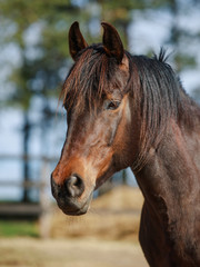 Wall Mural - closeup portrait of mare horse in paddock in spring in daytime