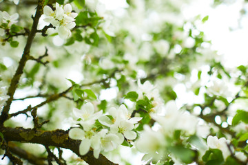   apple blossom in the spring garden