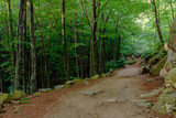 Fototapeta  - Walking on a path in the Montseny Natural Parc (Spain, Catalonia)
