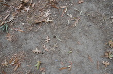 Dry Dirt Or Soil On Ground With Brown Leaves