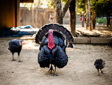 Domestic Turkeys At A Farm In Ban Yang Village, Laos, Southeast Asia