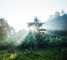 Sunlight Shinning Through The Trees In Ban Yang Village, Laos, Southeast Asia