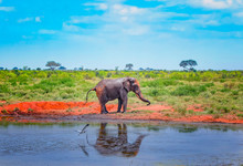Red African Elephant Standnext To A Watering Hole In Africa. It Is A Wildlife Photo Of Tsavo East National Park, Kenya. His Image Is Reflected In The Water.