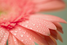 A Close Up Of Water Droplets On The Petals Of A Pink Daisy Flower.
