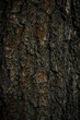 Pine bark in the Polish forest
