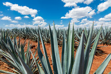 Tequila Agave  Lanscape