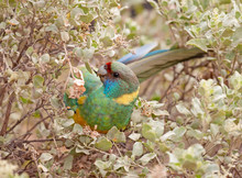 Port Lincoln Ringneck Parrot In The Flinders Ranges Of South Australia.