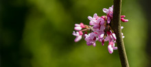 Purple Spring Blossom Of Eastern Redbud, Or Eastern Redbud Cercis Canadensis In Sunny Day. Close-up Of Judas Tree Pink Flowers. Selective Focus. Nature Concept For Design. Place For Your Text