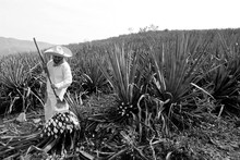 Man Working On Agave Cutting For The Tequila Industry.