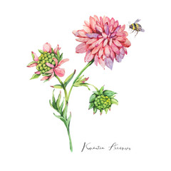 Leinwandbilder - Watercolor summer meadow flowers, pink wildflowers. Botanical floral