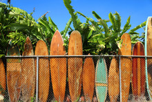 Vintage Wooden Surf Boards Lined Up Along Fence In Oahu Hawaii