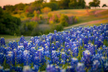 Warm Spring Golden Hour Texas Road Side Bluebonnets