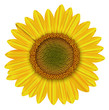 closeup of a sunflower,flower, blossom, petals as an vectorial illustration