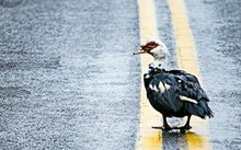 High Angle View Of Muscovy Duck On Wet Road