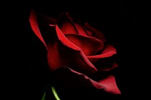 Close-up Of Red Rose Against Black Background