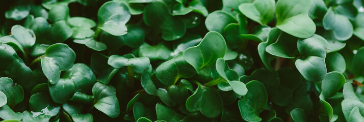 Organic radish microgreen sprouts closeup. Selective focus. Healthy food concept background.